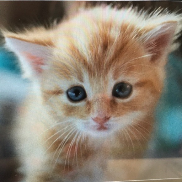 Meet your Posher, Makayla - Picture 2 of 2